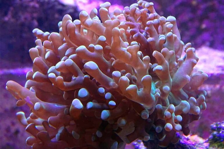 [Detailed Guide] Frogspawn Coral : Care, Diet, Feeding, Lifespan And More