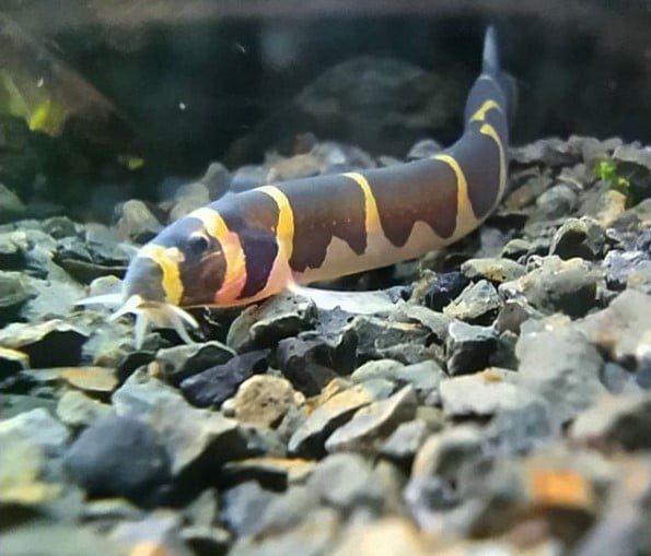 Kuhli Loach