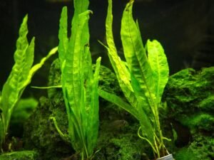 Narrow Leaf Java Fern 