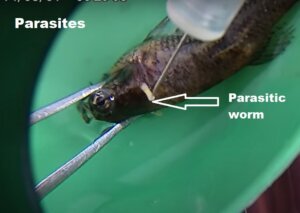 Parasites Betta