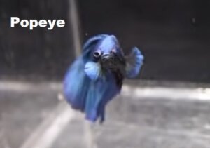 Betta Fish Popeye 