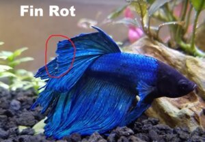 Betta Fish Diseases - Tail or Fin Rot
