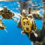 Turtle in a 10-gallon tank
