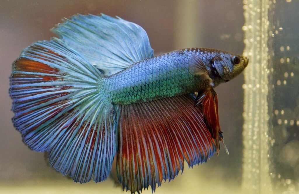 Betta Fish Diseases