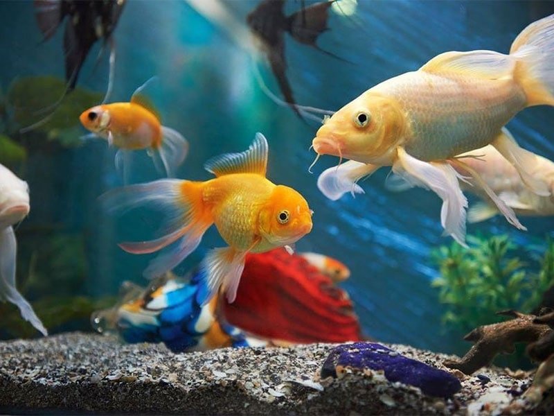 How to Soften Aquarium Water