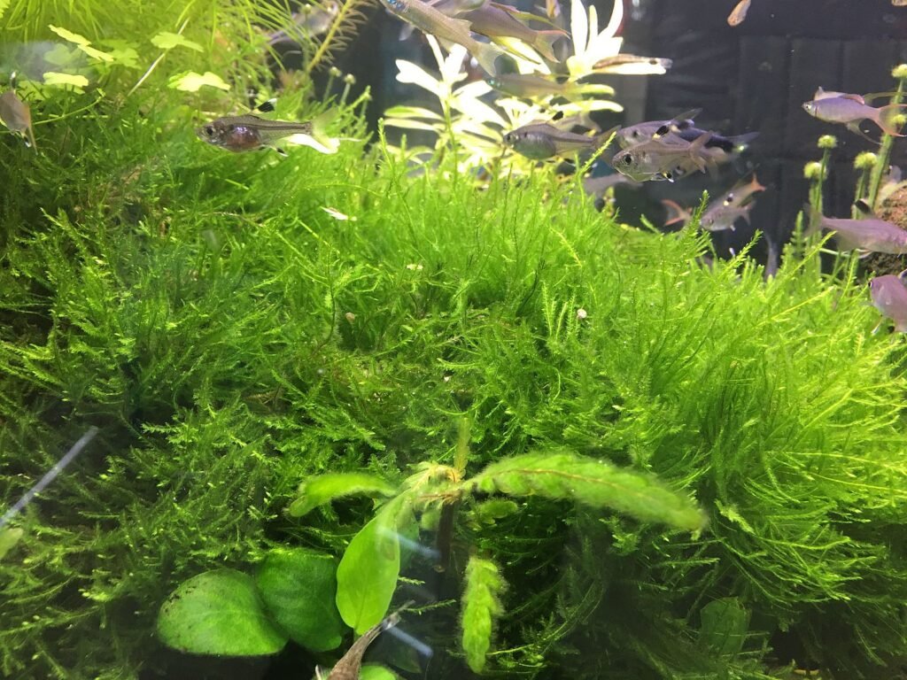 Aquascaping plants