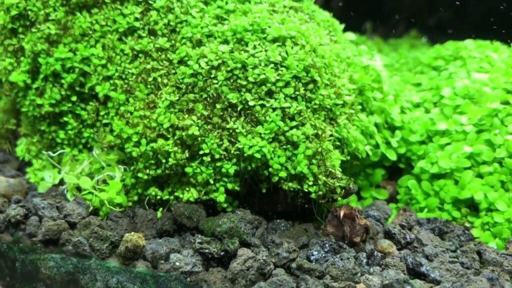 Aquascaping plants