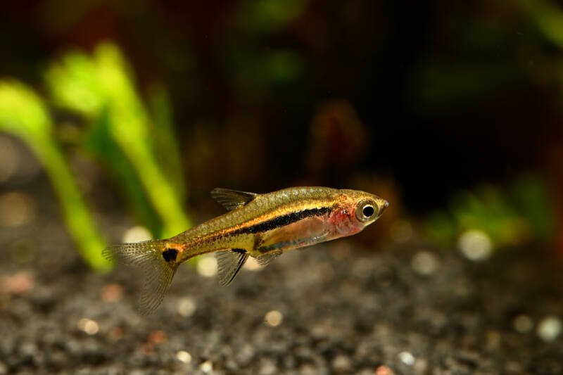 Chili Rasbora