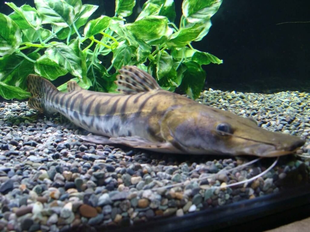 Tiger Shovel Nose Catfish