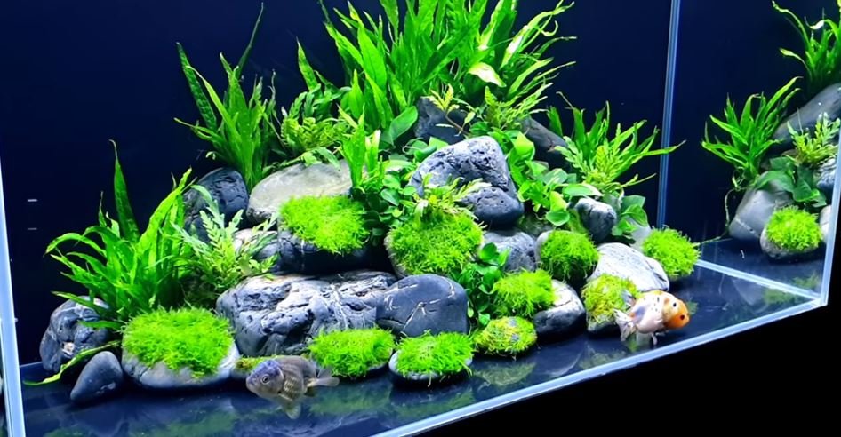 terrestrial-aquarium-plants-can-you-grow-garden-plants-in-an-aquarium