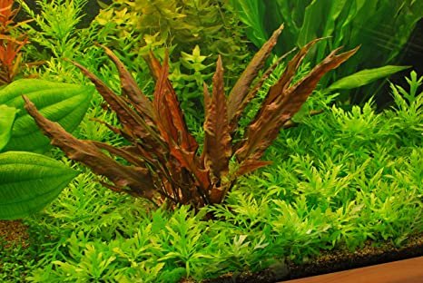 Red Aquarium Plants