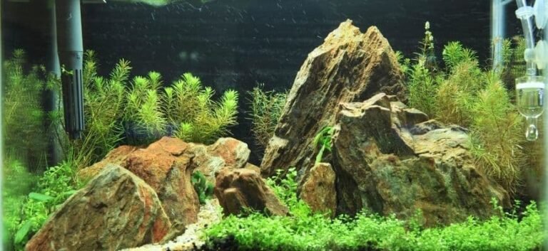 how-to-safely-lower-ph-in-aquarium-best-working-methods