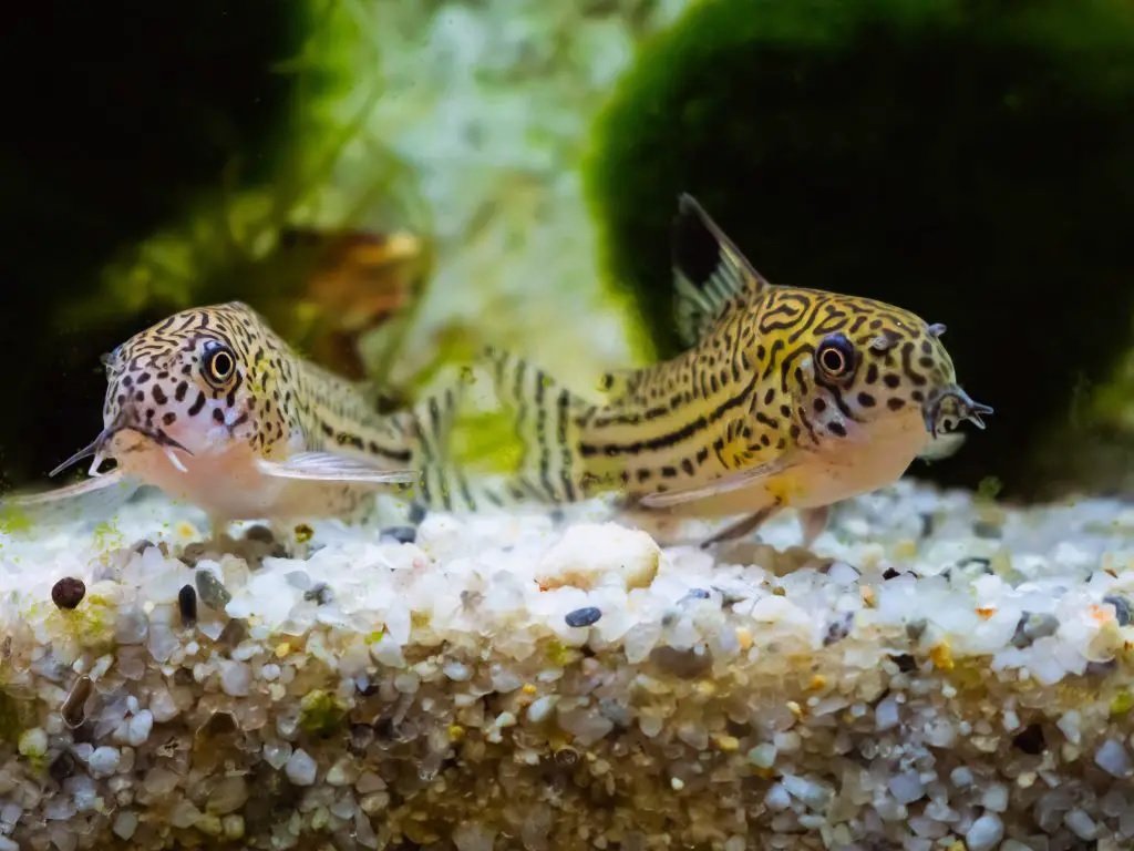 How Long Does It Take for Cory Catfish Eggs to Hatch? Guide