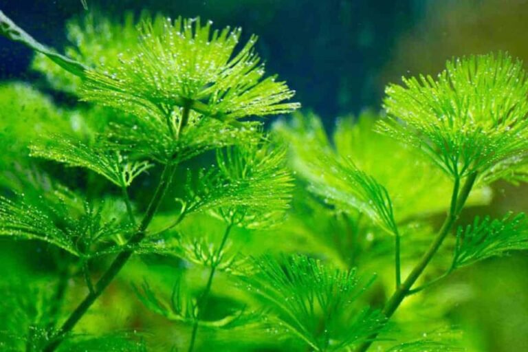 (Species Guide) Cold Water Aquarium plants Everything you Should Know