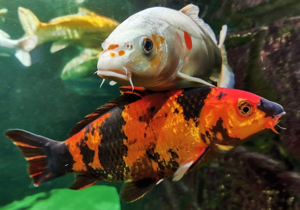 How often do koi fish lay eggs