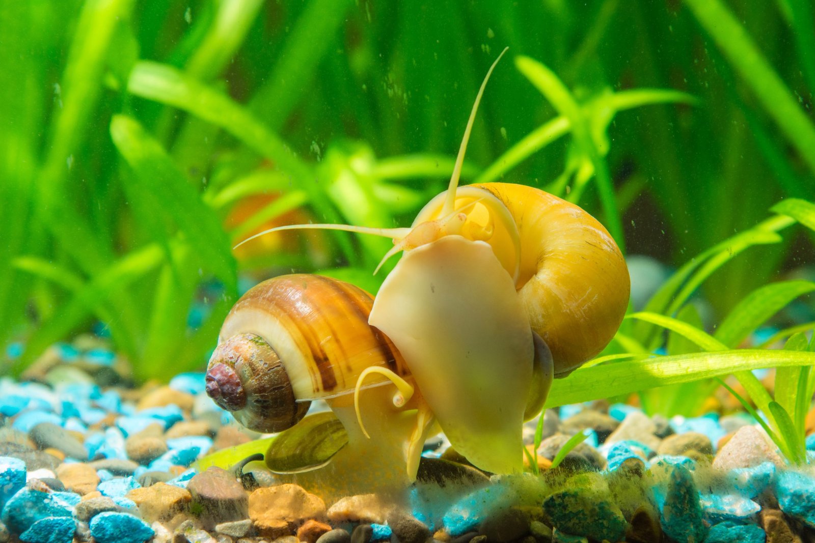 How many snails in a 10 gallon tank? ( Answer & Basic Care )