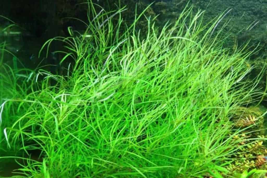 Best Red Aquarium Plants That Can Add Color To Your Tank