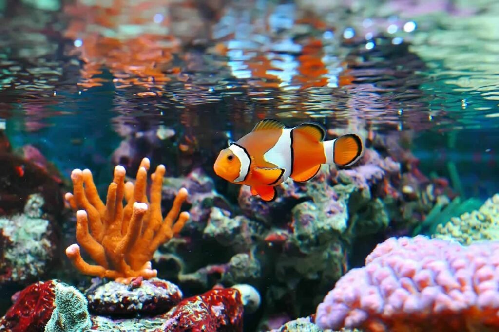 Clownfish Tank Setup