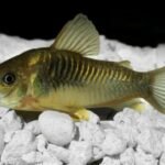 How Long Does It Take for Cory Catfish Eggs to hatch