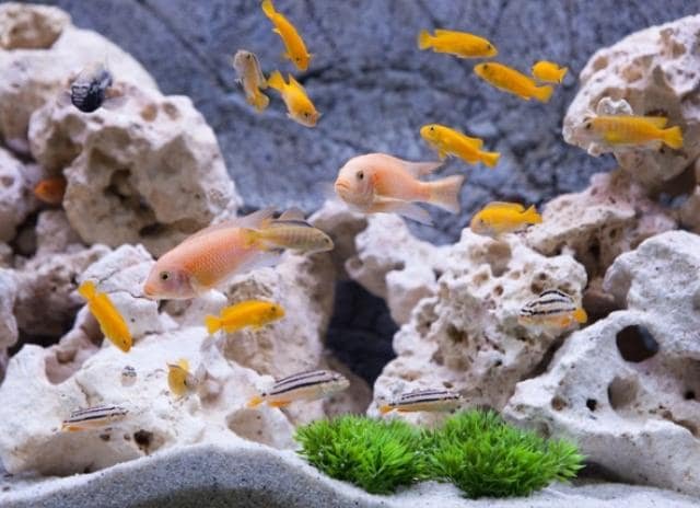 How to Clean Fish Tank Rocks