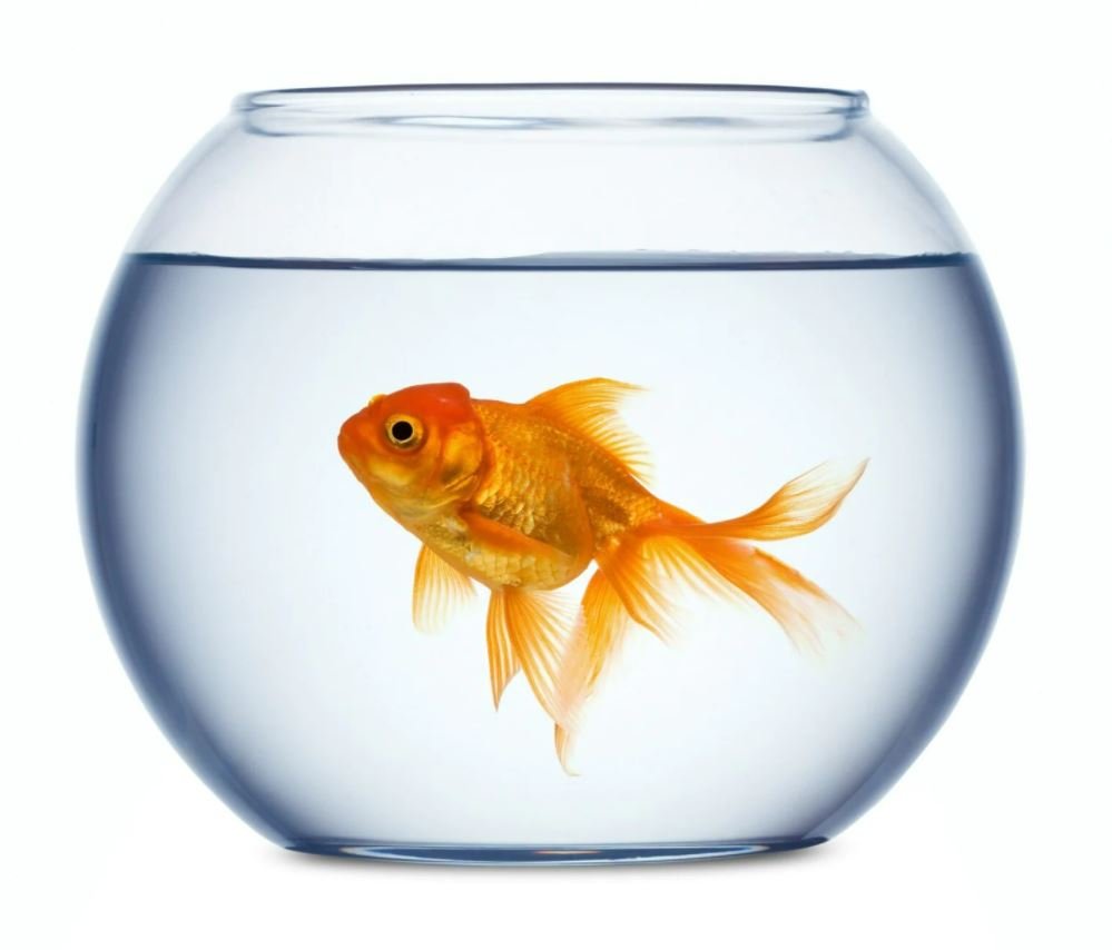 How to Care for Your Fish Bowl