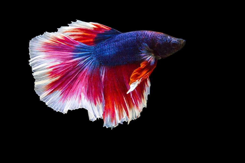 Female vs. Male Betta Fish