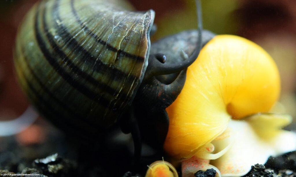 Mystery Snail