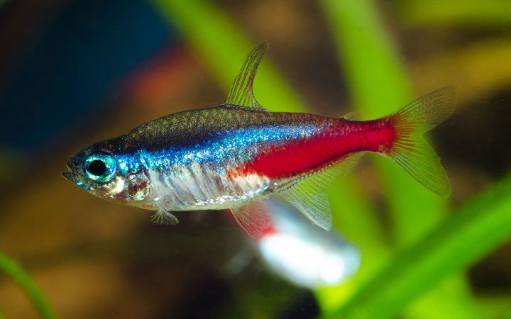 Pregnant Neon Tetra