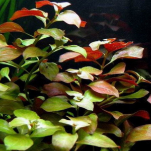 Red Aquarium Plants