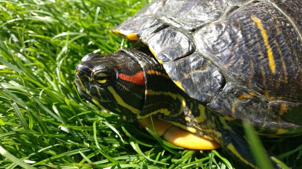 How Big a Red Eared Sliders Can Get