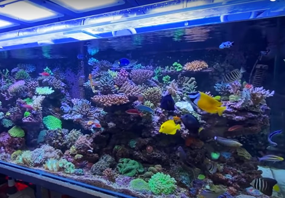 How to Raise KH in Aquarium? Complete Guide Aquarium Hunter