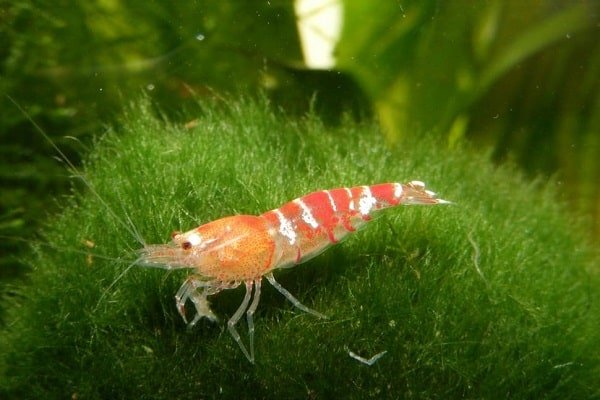 How Many Cherry Shrimp Per Gallon