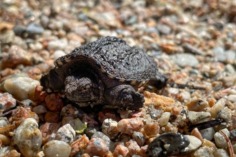 [2022] Baby Snapping Turtle: Complete Care Guide and Breed Info