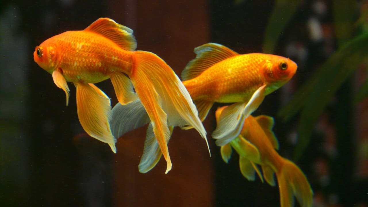 [2022] Can goldfish live in tap water? (Tap, Distilled, Or Well Water?)