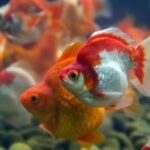 Can goldfish live in tap water