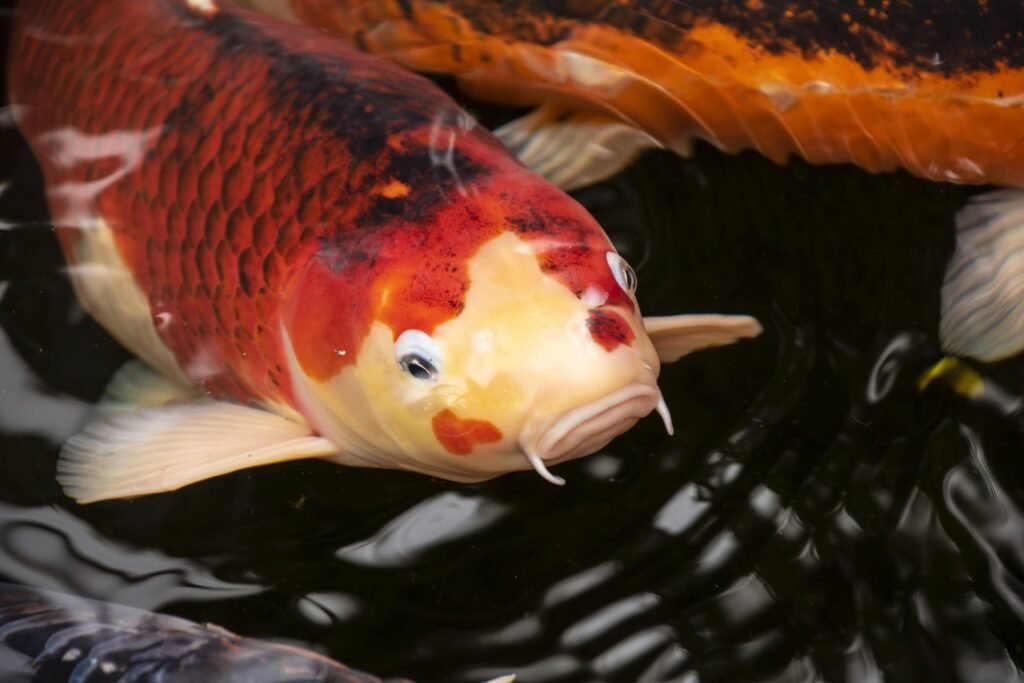 How Fast do Koi Grow