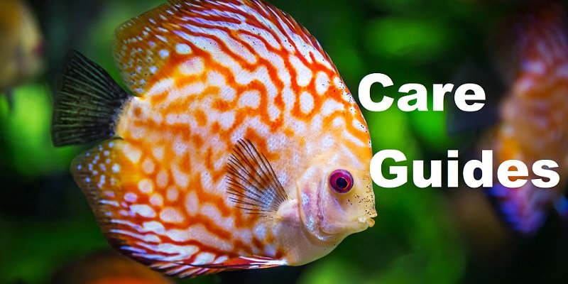 Healthy planted aquarium after conditioned water is added