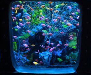 Tropical Aquarium Equipment Reviews