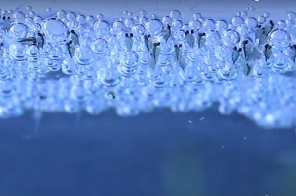Newly hatched betta fry emerging from a bubble nest