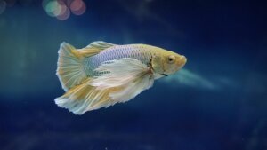 Guide to betta fish breeding