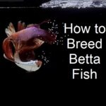 How to Breed Betta Fish Step by Step Guide