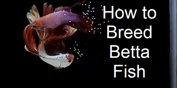 How to Breed Betta Fish Step by Step Guide