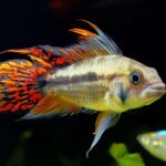 Aggressive Cichlids Cockatoo Cichlid
