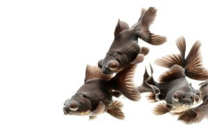 Black moor goldfish in an aquarium