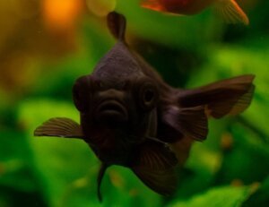 Black moor goldfish 