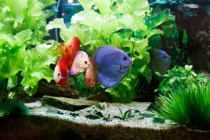 Discus an exotic cool freshwater aquarium fish