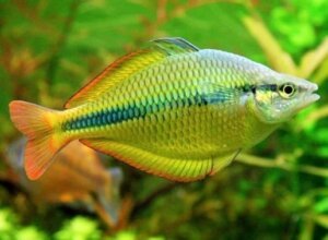 Rainbow-Fish are exotic cool freshwater aquarium fish