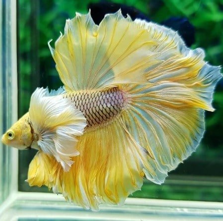 Best 15 Exotic Cool Freshwater Aquarium Fish [top picks]