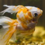 Knowing why is my fish swimming sideways