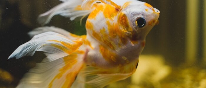 Understanding: Why Is My Fish Swimming Sideways? [6 reasons]